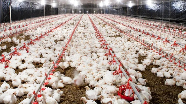 Pollos de engorde con líneas de comederos en galpón